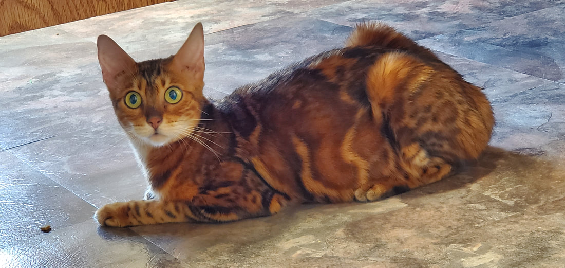 Silver & Brown Bengal Cats for Sale, Breeders in Texas from  Bengals